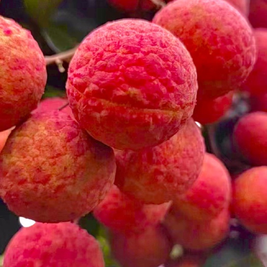 桂平市广西桂平麻垌荔枝，本地代购。桂味。六月红。禾荔。一条龙等..