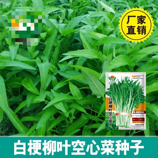 河间市白梗柳叶空心菜种子小叶白骨四季播种阳台盆栽田园水培蔬菜种子籽