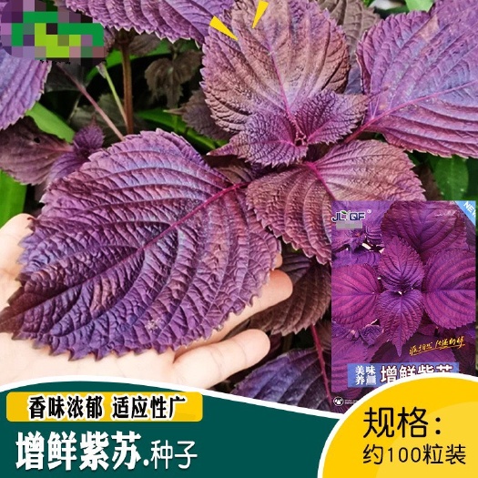 河间市增鲜紫苏种子 农田菜园盆栽香味浓郁 适应性广紫苏籽易种植