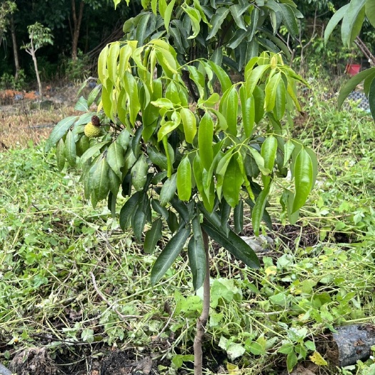 惠州桂味荔枝果树苗一物一拍原杯广东发货