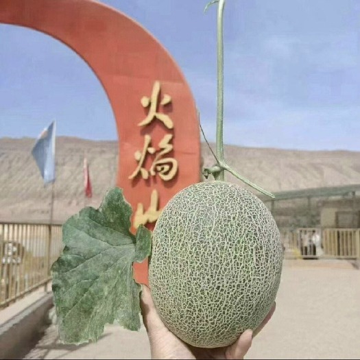 鄯善县新疆火焰山哈密瓜 晓蜜25 产地直发 可视频看货
