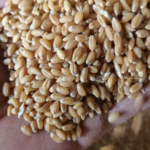 睢宁县小麦