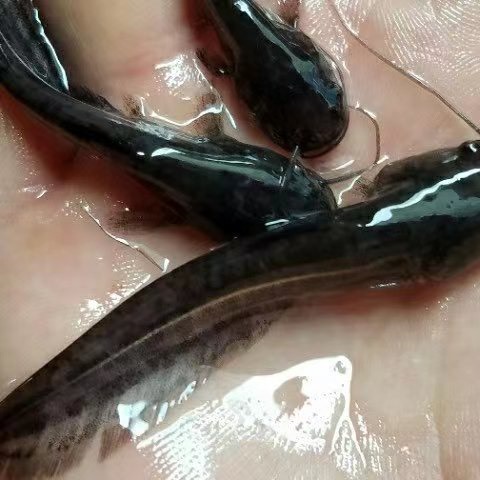 广州鱼苗 大口鲶鱼苗 南方大口鲶鱼苗 杂交快大基地直销 包邮直达