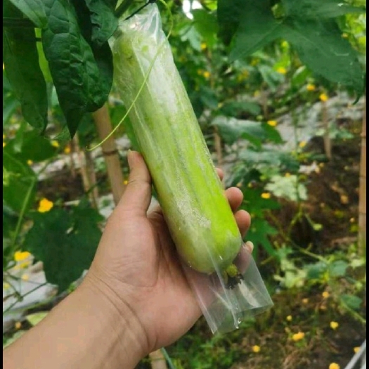 益阳白玉丝瓜