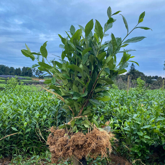 茶树苗 四川茶苗大量供应、品种齐全二证一签