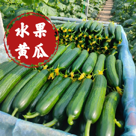 寿光市水果黄瓜苗，小黄瓜苗，大刺黄瓜苗，旱黄瓜苗苗