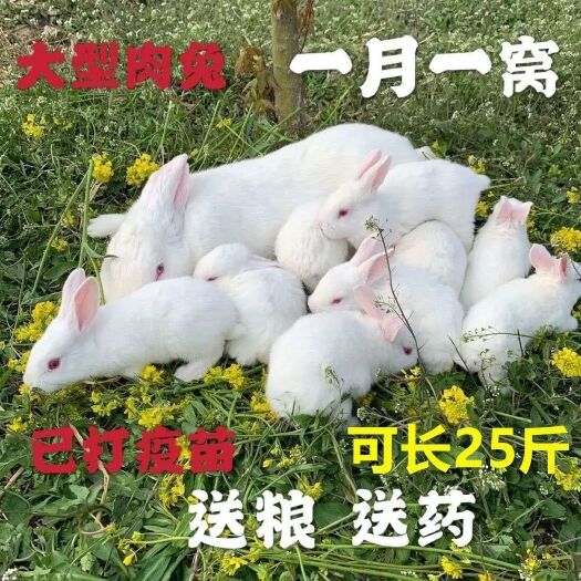 长沙新西兰肉兔大型肉兔可繁殖兔苗兔子活体可长25斤您要我就有