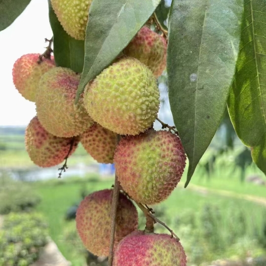 灵山县广西灵山妃子笑大量上市啦可承担一件代发，装大车，包你满意