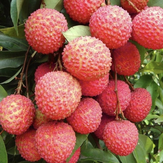 桂平市桂味荔枝核小清甜可口