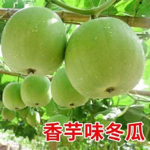 香芋冬瓜