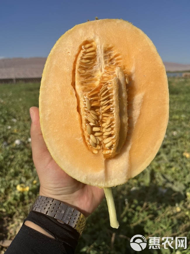 新疆火焰山哈密瓜 金色年华 金蜜 黄皮网纹瓜 可视频看货