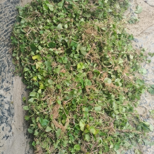 马关县马蹄金/马蹄莲/马蹄菜（干货）