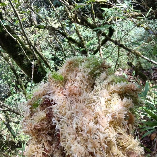 冕宁县水苔，粗花