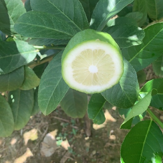 文昌市海南热带种植基地广东香水柠檬自产自销香味清新