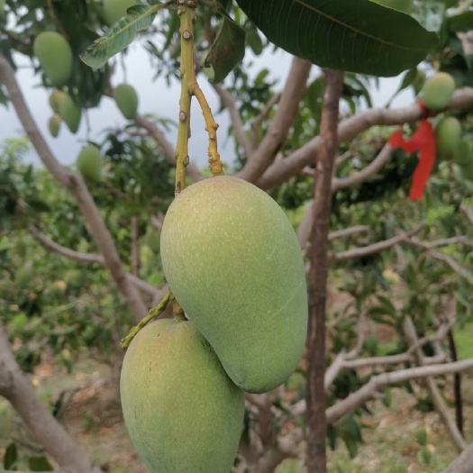 田东县广西芒果大量上市，电商一件代发有需要可以联系