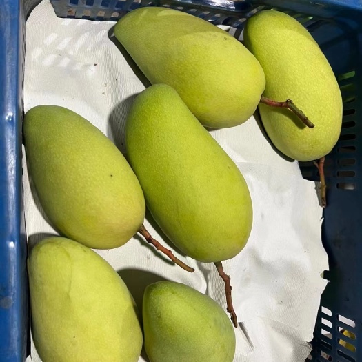 凭祥市金煌芒/水仙芒  核薄肉厚 纯甜无丝 产地直发 量大从优