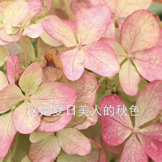 成都圆锥绣球-夏日美人