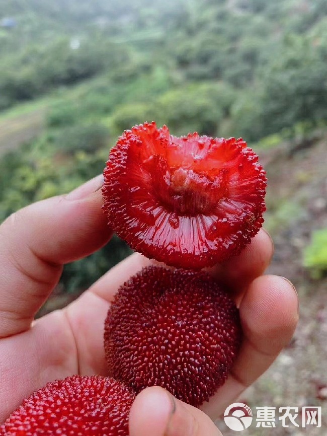 仙居荸荠杨梅一元硬币大小现货现摘现发，果农直发没有中间差价