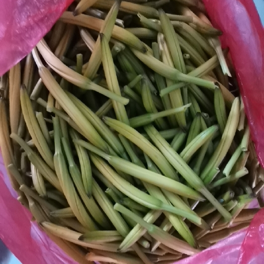 芜湖农户自种黄花菜