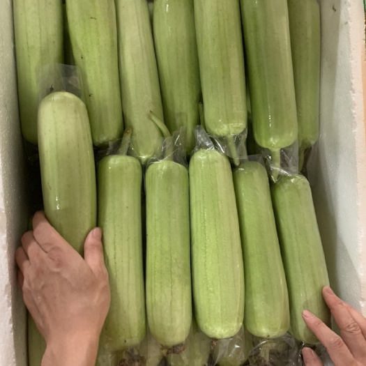 长沙县白关丝瓜