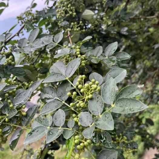 奉节土花椒