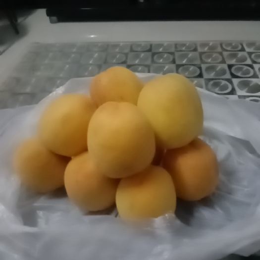 平陆县凯特杏