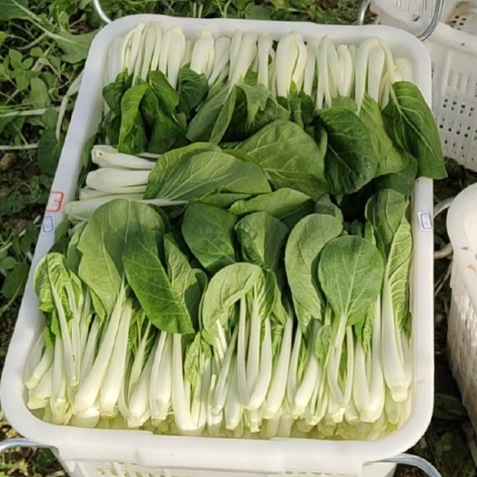 广州小白菜，黑叶白