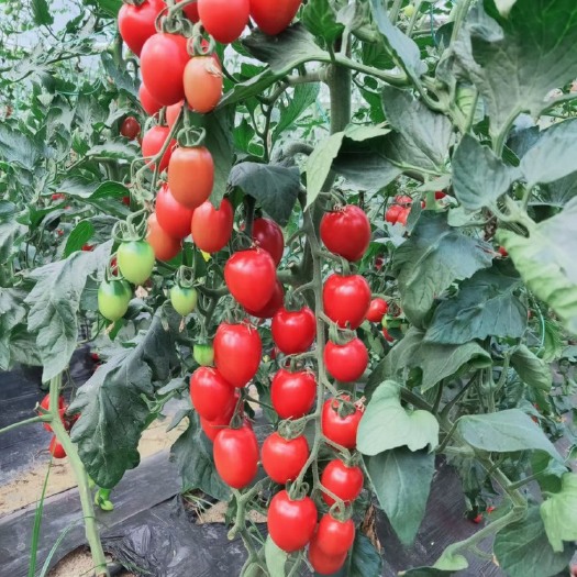 平潭县自家温室大棚种植贝贝，千禧，夏日阳光，花生圣女果小番茄出售