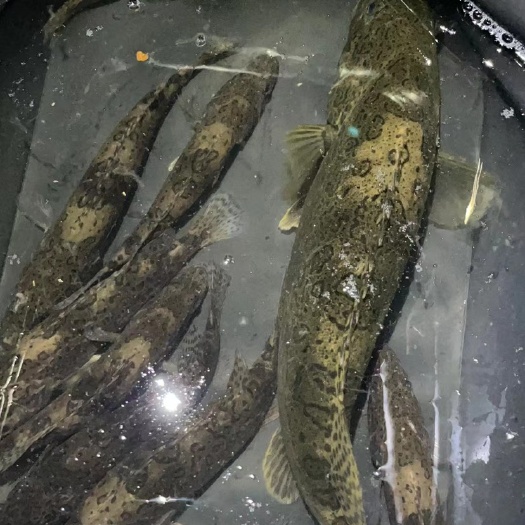 丽水鳜鱼。老虎鱼