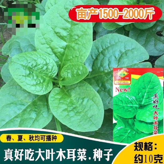 大叶木耳菜种子四季种植丰产种子