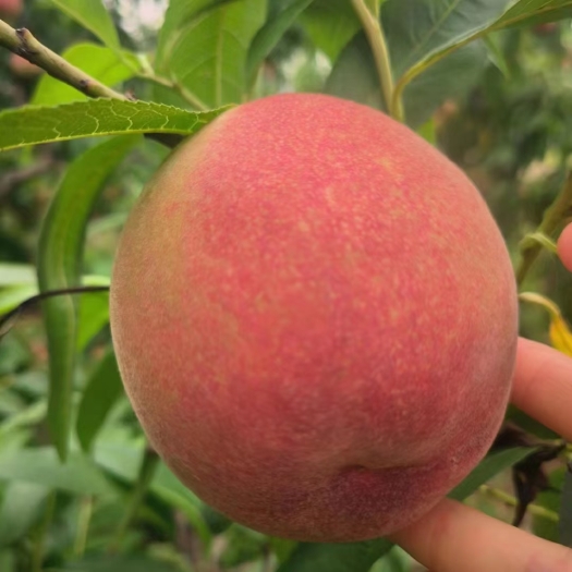 陕西水蜜桃以大量上市