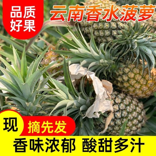 [一件代发]徐闻香水大菠萝产地直供现货秒发包邮批发代发