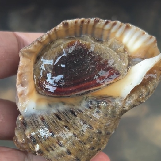 连云港海螺