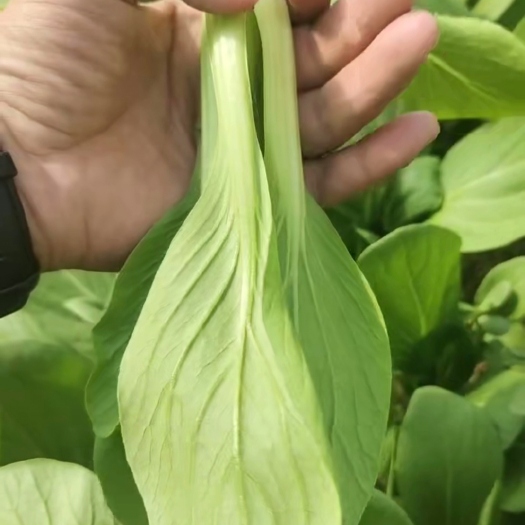 曹县上海青精品小油菜批发各种规上海青油菜产地直发各种规格精品油菜