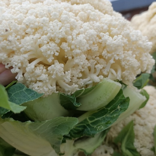 张北县散菜花 小米粒菜花