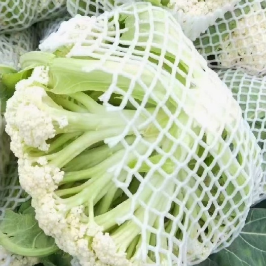 张北县青梗菜花