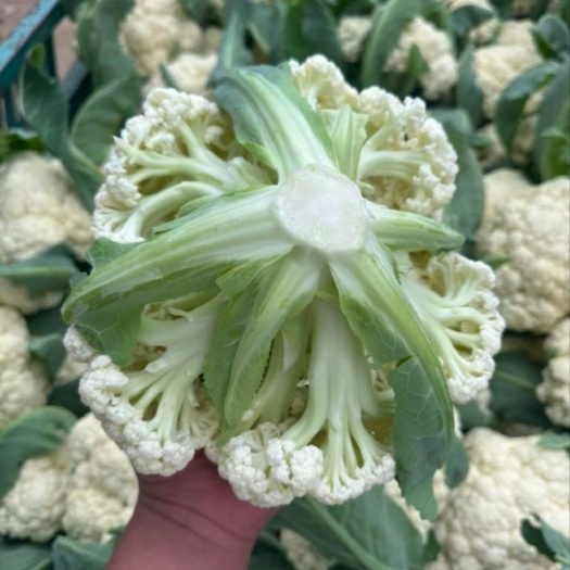 张北县张北菜花 松花菜 青梗散花