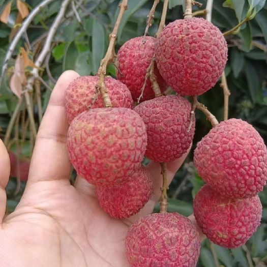 灵山县荔枝