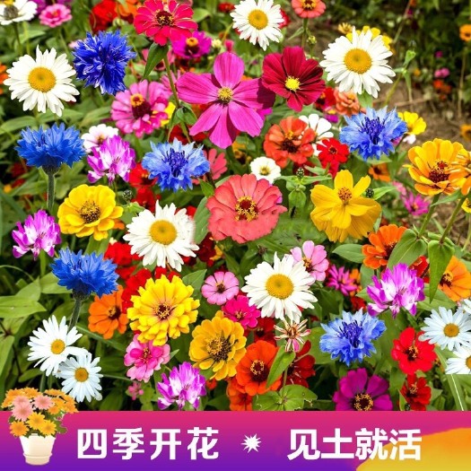 沭阳县耐寒花种多年生野花组合种子四季开花不断花籽庭院易种活室外包