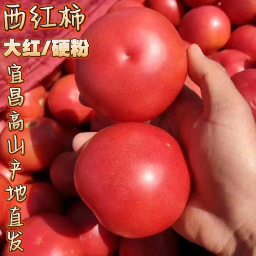 高山西红柿/粉果/大红