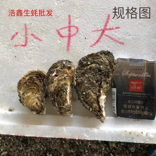 诏安县福建本地蚝，品质保证，量大从优，可线上视频，烧烤清蒸的优质选