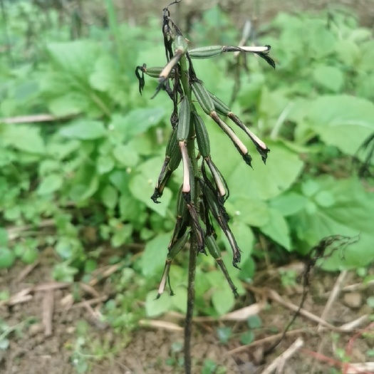 毛慈菇，果夹，种子