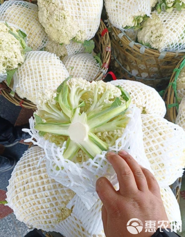 张北县青梗松花菜