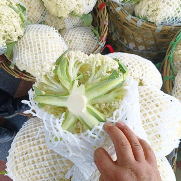 张北县青梗松花菜