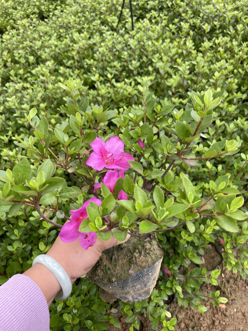 夏鹃