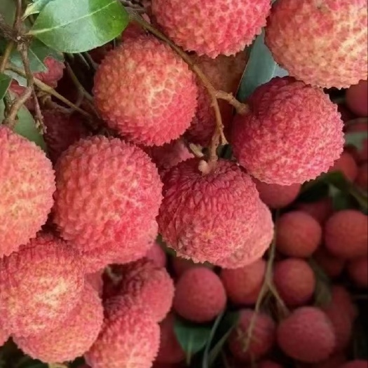 高州市荔枝王桂味