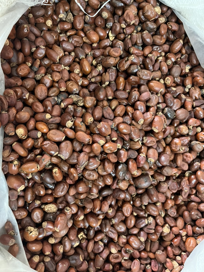 广荔枝核大货供应规格齐全无硫