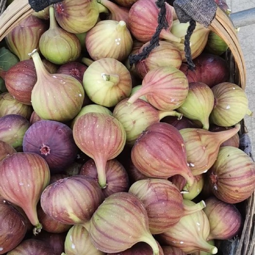 昆明无花果