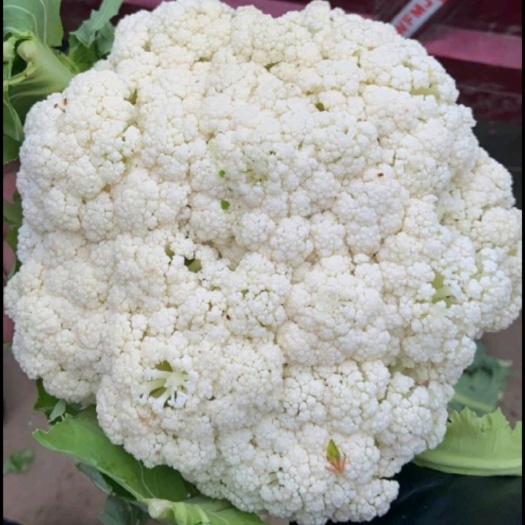 张北县松花菜 小米粒散花菜 尚义青梗散花 菜花产地
