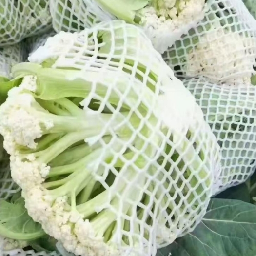 张北县青梗松花菜 小米粒菜花 散菜花